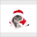 ���������� ����� / New Year Cat