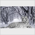 ����� ���� / White Tiger