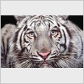 ����� ���� / White Tiger