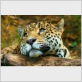 ������� / Leopard